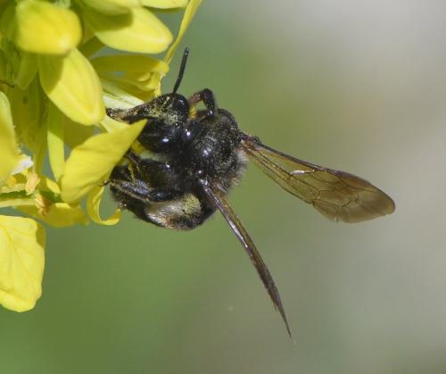 Andrena sp.